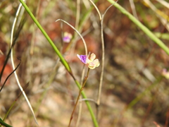 Utricularia caerulea