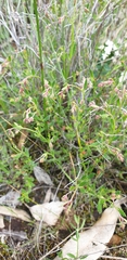 Gonocarpus elatus