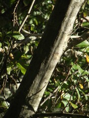 Carpinus caroliniana