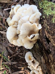 Omphalotus nidiformis