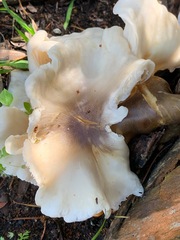 Omphalotus nidiformis