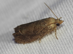Eucosma sombreana