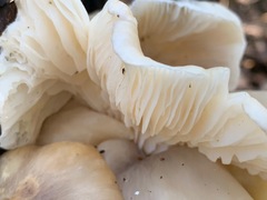 Omphalotus nidiformis