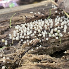 Helicogloea compressa