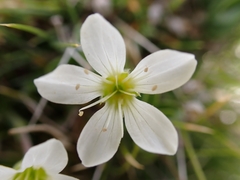 Arenaria grandiflora