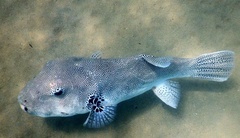 Arothron stellatus