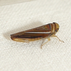 Idiodonus kennicotti