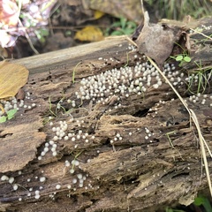 Helicogloea compressa