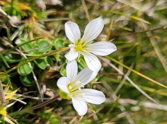 Arenaria grandiflora