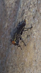 Ropalomeridae