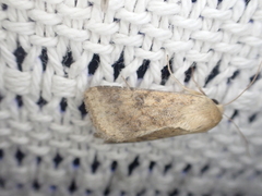 Helicoverpa punctigera