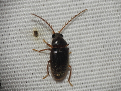 Ptilodactylidae