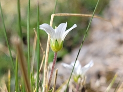 Arenaria grandiflora