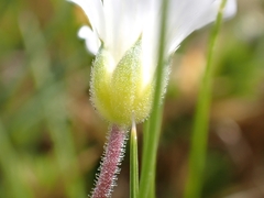 Arenaria grandiflora