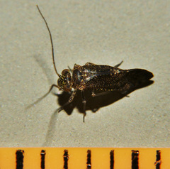 Myopsocidae