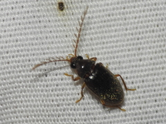Ptilodactylidae