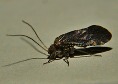 Myopsocidae