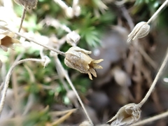 Arenaria grandiflora