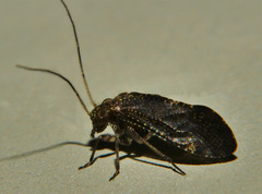Myopsocidae
