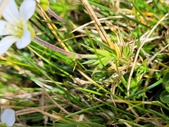 Arenaria grandiflora