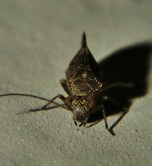 Myopsocidae