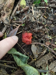 Leratiomyces erythrocephalus