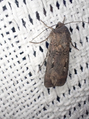 Agrotis infusa