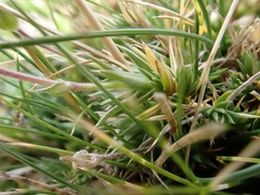 Arenaria grandiflora