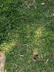 Stenotaphrum secundatum