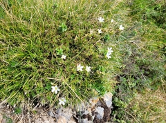 Arenaria grandiflora