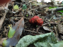Leratiomyces erythrocephalus