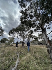 Eucalyptus viminalis