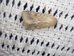 Helicoverpa punctigera