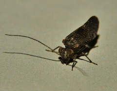 Myopsocidae