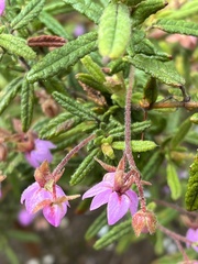 Thomasia petalocalyx