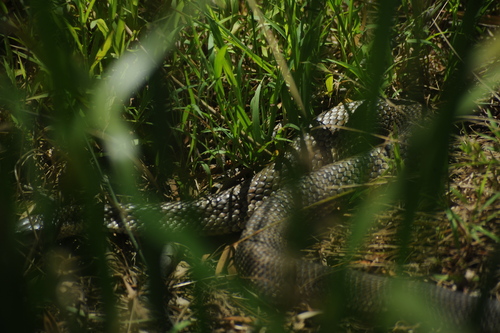 Tiger Snake sighting