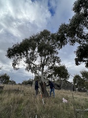 Eucalyptus viminalis