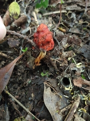 Leratiomyces erythrocephalus