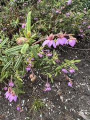 Thomasia petalocalyx