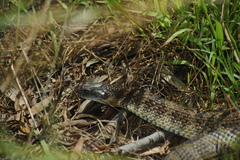 Notechis scutatus