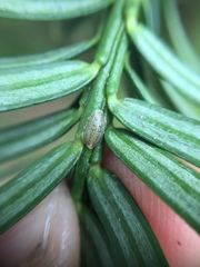 Pulvinaria camelicola
