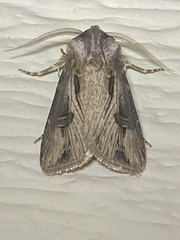 Agrotis venerabilis