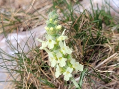 Sideritis hyssopifolia