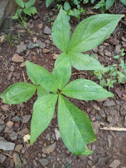 Xanthosoma wendlandii