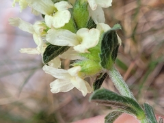 Sideritis hyssopifolia