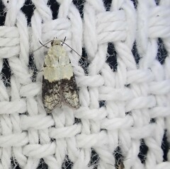 Tracholena sulfurosa