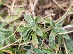 Sideritis hyssopifolia