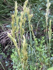 Andropogon glomeratus