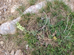 Sideritis hyssopifolia