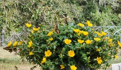 Portulaca umbraticola